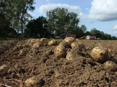 Ziemniaki na frytki drożeją nawet o 12 euro w dwa tygodnie. Nowe stawki PotatoNL