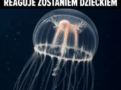 Ta meduza odinstalowała dorosłość