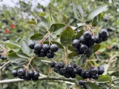Cena aronii w tym sezonie powinna mieścić się w przedziale 4–6 zł/kg