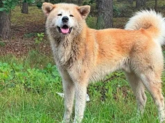 Akita inu błąka się po Jadowie. Trwają poszukiwania właściciela