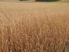 Susza i upały zmieniają polskie rolnictwo. Te dawne zboża mogą wrócić na pola