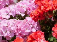 Mam cały ogród pelargonii za darmo. Mało kto zna tę metodę