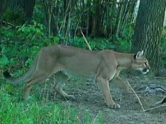 Puma w lasach pod Świdnicą. Skąd wzięła się na Dolnym Śląsku?