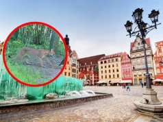 Puma może dojść pod Wrocławia? Ponad 40 kilometrów to dla niej niewiele