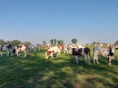 51 krów, strzały i chaos na pastwisku. Ta akcja władz wywołała burzę