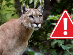 Puma pod Wałbrzychem! Jest apel władz! Zebrano sztab kryzysowy!