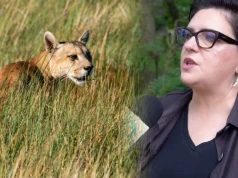 Puma widziana z 50 metrów. Kolejne zgłoszenia i ostrzeżenia służb! [VIDEO