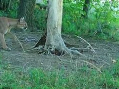 Puma okazała się żartem. Jest komunikat zespołu zarządzania kryzysowego