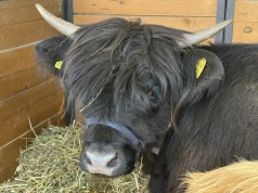 Przytulanie krów stało się atrakcją turystyczną. Nietypowy pomysł na agroturystykę