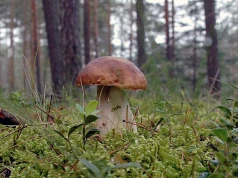 Na grzyby trzeba poczekać