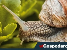 Zbiory ślimaków pod znakiem zapytania