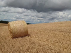 Jeden scenariusz mocno podbije ceny pszenicy. Są nowe wyliczenia