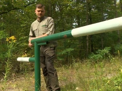 Są niemal w każdym lesie w Polsce. Rozpoczęło się wielkie usuwanie