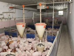 Świnie kaszlą? Przyczyna może być zupełnie inna, niż myślisz