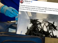 Wcisnęła do walizki 8 plastikowych opakowań. W środku trzymała żywe stworzenia. Została zatrzymana