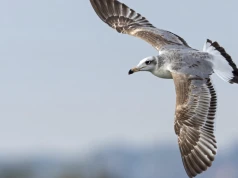 Potężny ptak zjawił się w Polsce. Wielki jak kruk, kradnie jak pirat