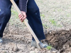 Sposób na użyźnienie gleby w ogrodzie. Z roku na rok będzie coraz lepsza