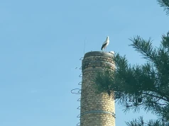 Bociany przejmują hutę?