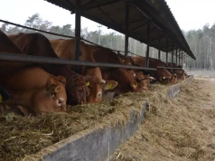 Ceny bydła na razie stabilne. Ile płacą ubojnie?
