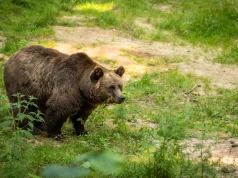 Agencja Ochrony Przyrody ostrzega. Niedźwiedzie w Beskidach!