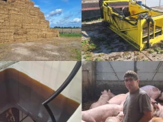 Jeden dostawca, jeden odbiorca, 26 lat współpracy. Sprzedają 6 tys. tuczników rocznie