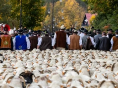 Gdzie na redyk jesienią 2026? Sprawdź, kiedy tłumy ruszą do Szczawnicy