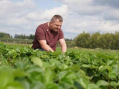 Wrześniowe nawożenie truskawek poprzez fertygację. Jak przygotować plantację do przyszłorocznych zbiorów?