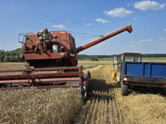 Ceny pszenicy 09.09.2026. Tak zmieniły się stawki w skupach