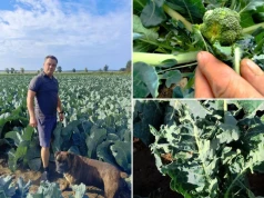 Grad uderzył w plantację kalafiora. Rolnik: „Ceny lecą w dół, a chłodnie tną kontrakty”