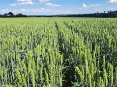Odmiana pszenicy, która przekonuje wysokim plonem. RGT Furiosa - mocna kandydatka w ofercie Agrii