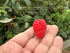 Przędziorek i szara pleśń atakują maliny. Co można zrobić podczas zbiorów?
