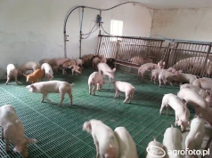 ASF w kolejnym regionie Polski. Ósme ognisko wykryto na Lubelszczyźnie