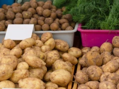 Ziemniaki mogą mocno podrożeć. "Na pewno będzie ich mniej"