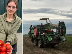 24 ha pomidorów, własny kombajn i córka za kierownicą. Tak wygląda zbiór dla Pudliszek
