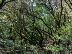 La Gomera wśród najspokojniejszych wysp świata. Gdzie warto wypocząć?