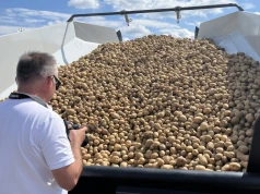 Plantatorzy ziemniaków pod presją kosztów. Kopanie kosztuje 2,5 tys. /ha