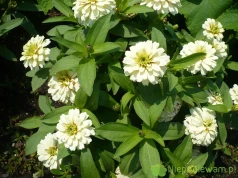 Cynia marylandzka Double White – uprawa i ciekawostki