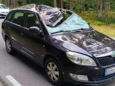 Zderzenie z sarną na trasie Chojnice – Bytów. Dwie osoby trafiły do szpitala