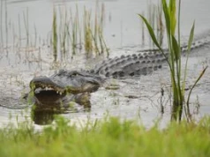 Aligator zaatakował nastolatka na Florydzie. Był w wodzie mimo zakazu