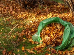 Drzewo sąsiada zasypuje ci ogród? Nie zawsze jesteś bezradny