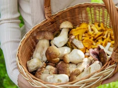 Kurki nawet po 45 zł za kilogram. Sezon na grzybobranie na pełnym gazie