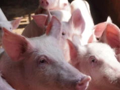 Leptospiroza u świń – przyczyny, przebieg i zwalczanie