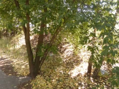 Lekcja florystyki, czyli szarłat, len i klon