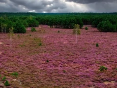 Tutaj natura maluje fioletem. Sekretne wrzosowisko na Dolnym Śląsku