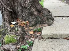 Rośnie blisko domu? To przepis na katastrofę