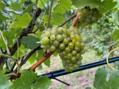 Winobranie w dolinie Pilicy. Z własnych owoców robią kilka rodzajów wina