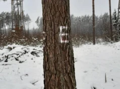 Zobaczyłeś napis JP w lesie? Leśnicy wyjaśnili sprawę