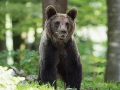 Niedźwiedzie widziane w Nydku? Zgłoszenia dokonała mieszkanka