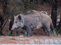 Atak dzika na warszawskim osiedlu. 36-latkę wyrzuciło w powietrze