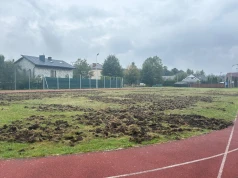 Dziki zryły teren przy szkole w Buczkowicach. Gmina chce zgody na redukcję